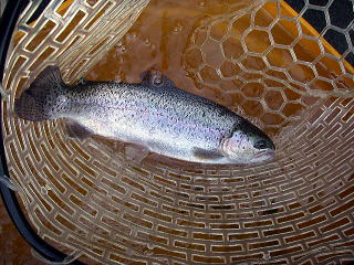 さっきより大きいけど・・・また「サクラ」